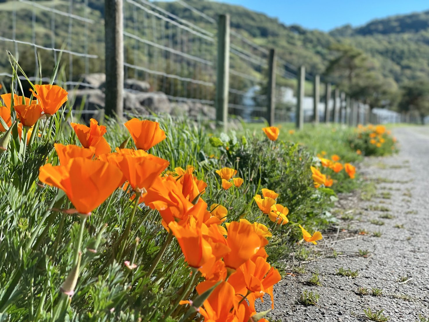 A row of bright red poppies along a path at the Eames Ranch.