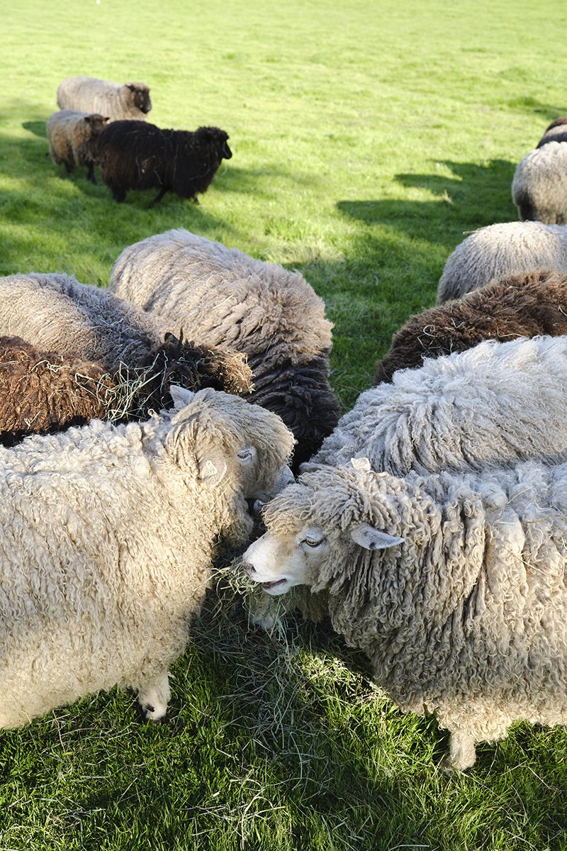 A group of sheep in the pasture at the Eames Ranch.