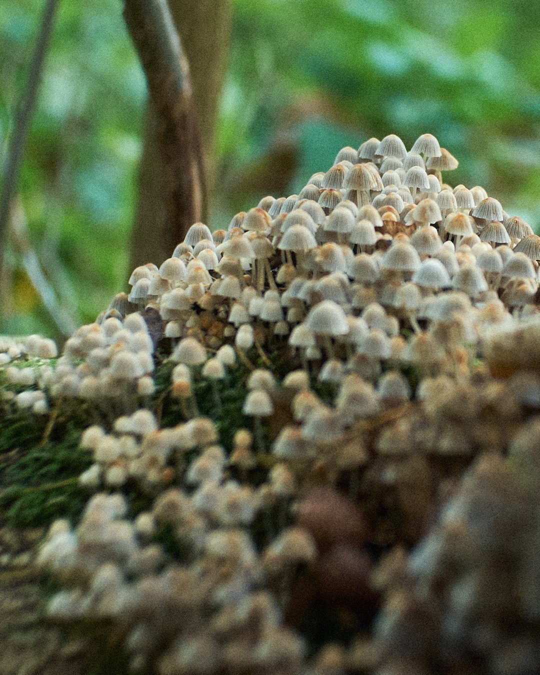 Close up of mushrooms outside the lab of food scientist, fermenter, and former Noma chef, David Zilber in Hørsholm, Denmark.