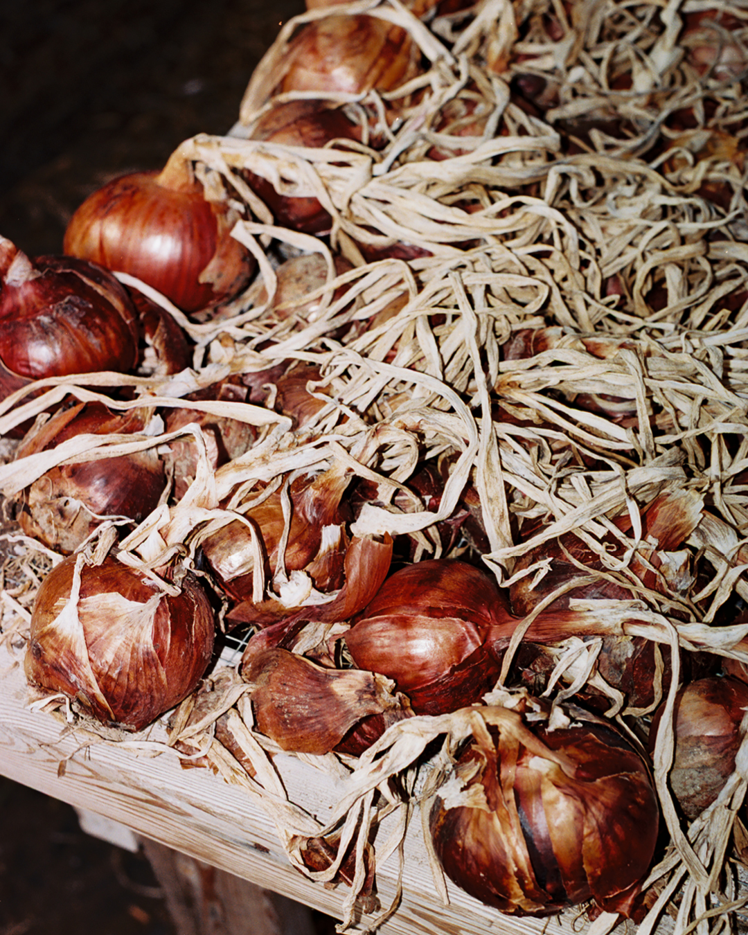 Close up of recently harvested yellow onions at Four Root Farm in East Haddam, Connecticut.