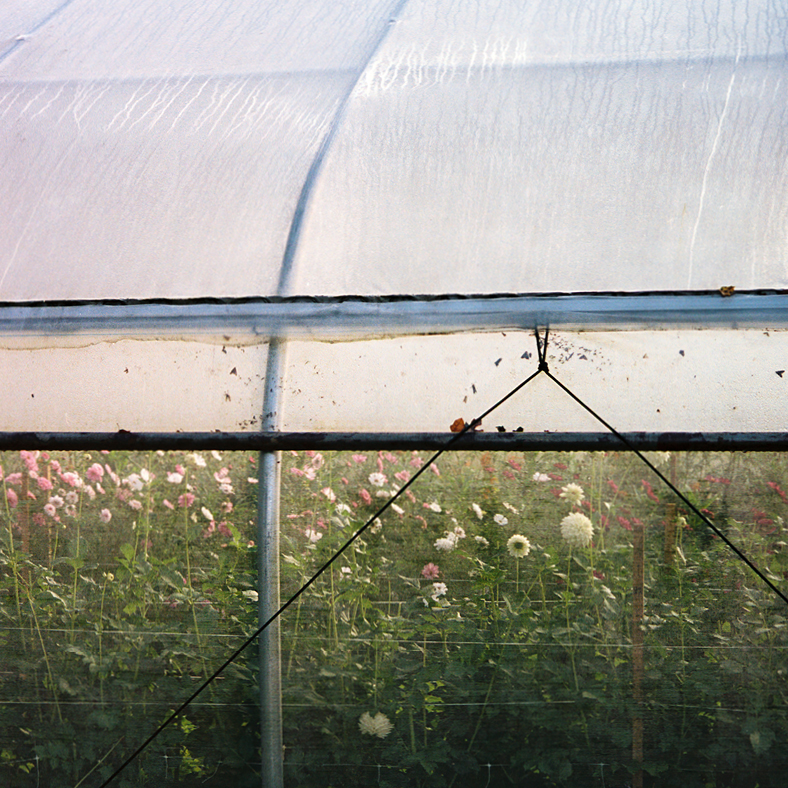 Exterior of a greenhouse with vast plantings of flowers at Four Root Farm in East Haddam, Connecticut.