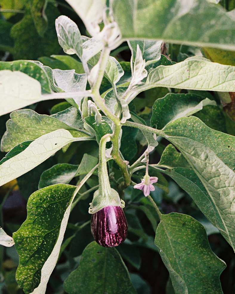 Close up of an eggplant on the vine at Four Root Farm in East Haddam, Connecticut.