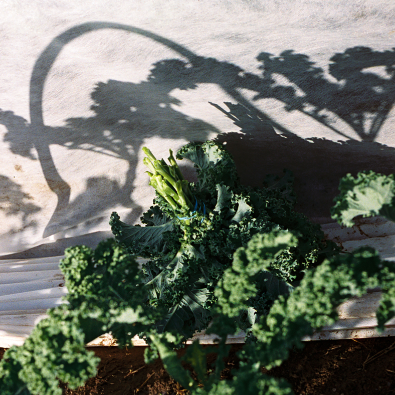 A vast grouping of greens at Four Root Farm in East Haddam, Connecticut.