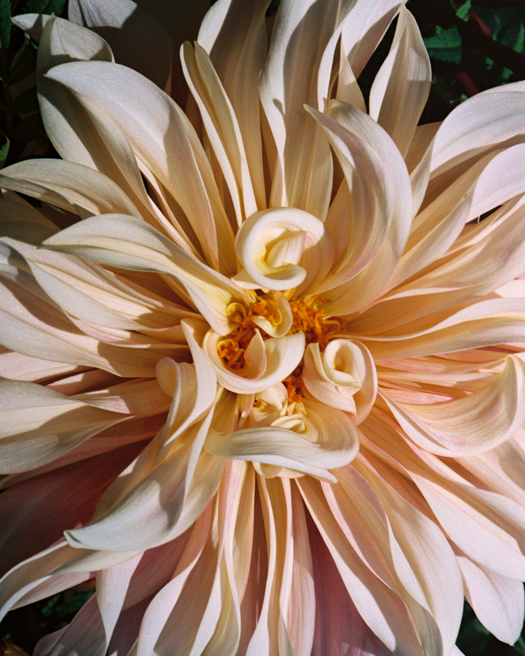 Close up of a muted pink flower at Four Root Farm in East Haddam, Connecticut.