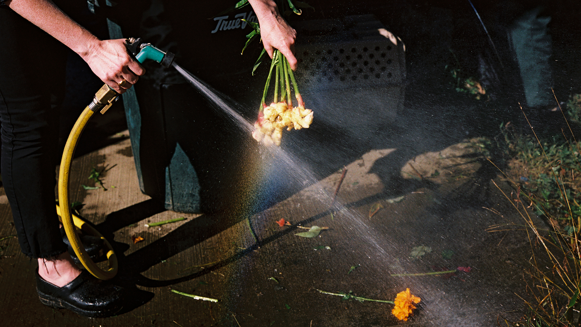 A garden hose aimed at a grouping of flowers at Four Root Farm in East Haddam, Connecticut.