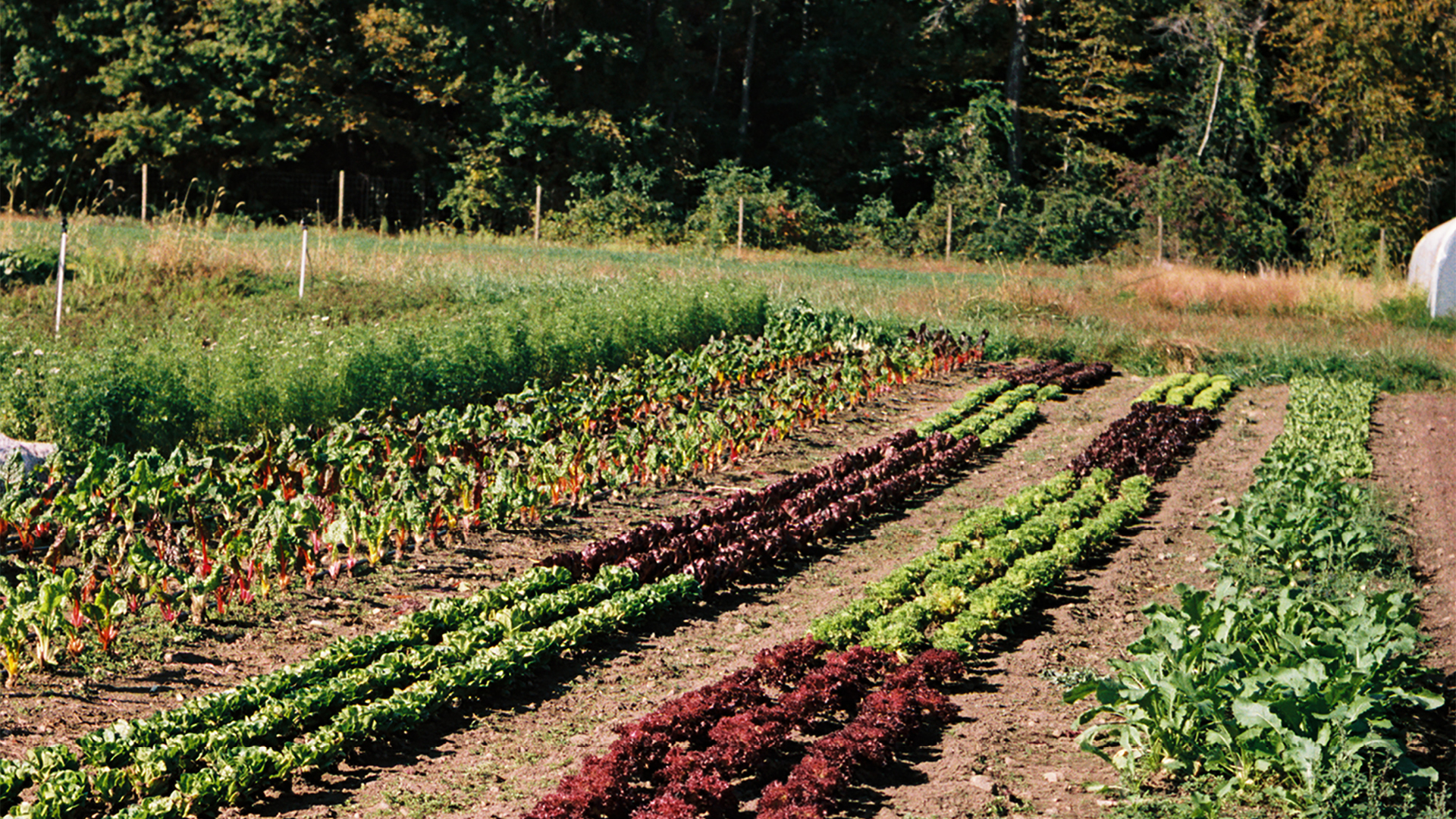 Neat planted rows of vegetables and plants at Four Root Farm in East Haddam, Connecticut.