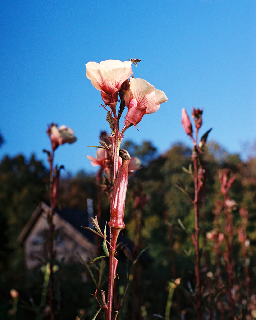 Close up of flowers at Four Root Farm in East Haddam, Connecticut.