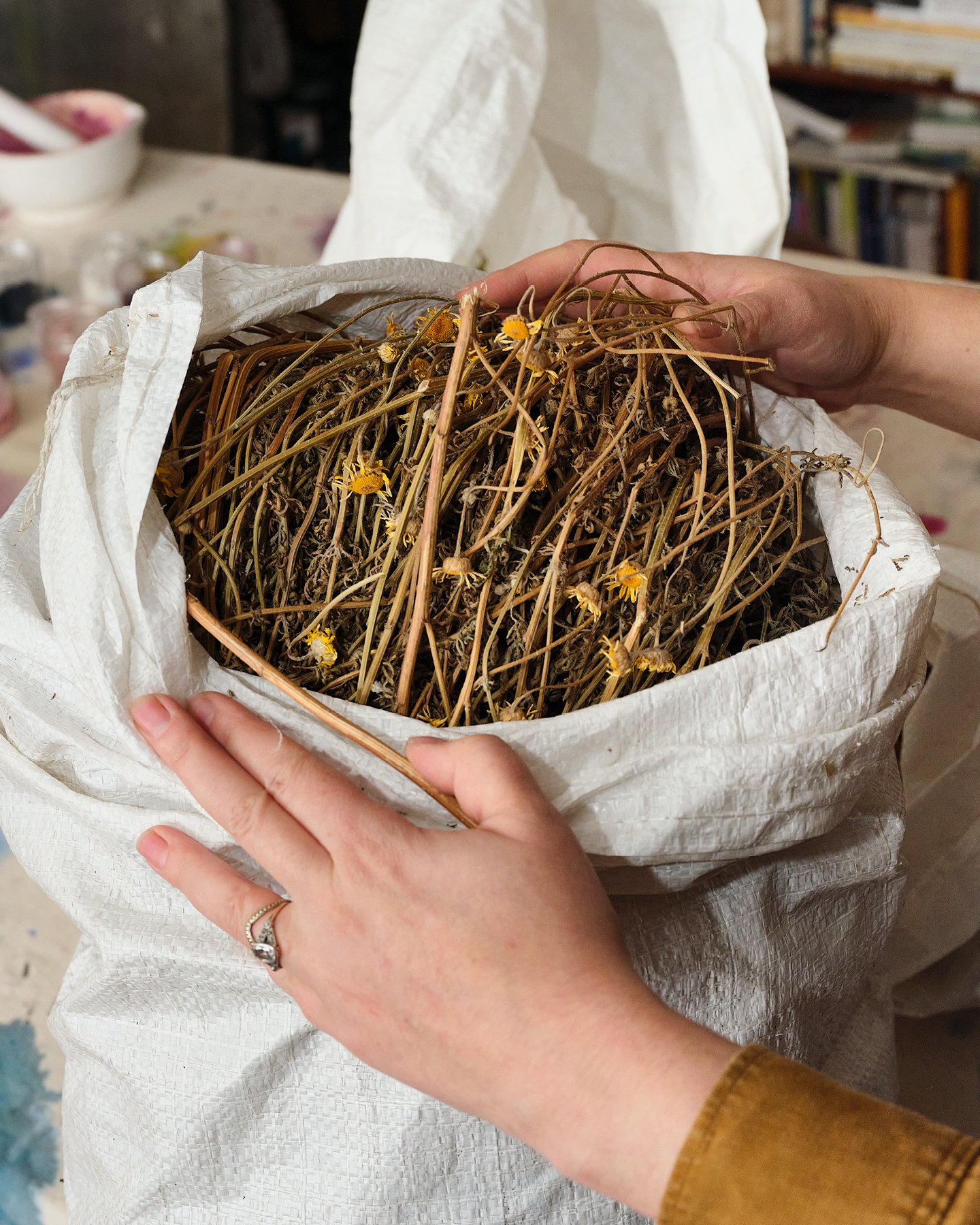 Abstract artist Natalie Stopka creates pigments and dyes primarily from plants that she grows. Shown here Natalie is holding a bag filled with plants.